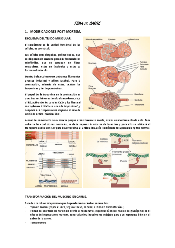 Miniatura del documento TEMA-17.pdf