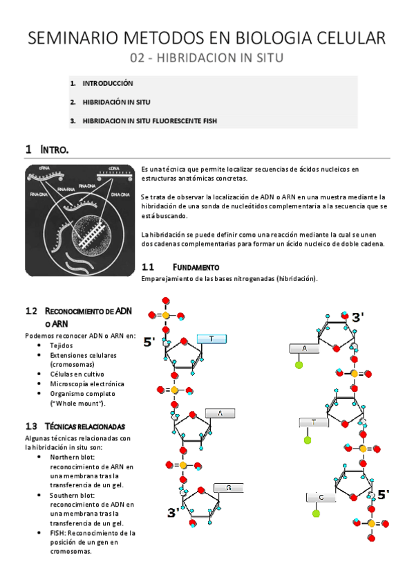 Miniatura del documento SEM-MBC. 02: Hibridación in situ.pdf