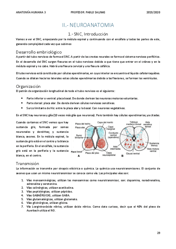 Miniatura del documento NEUROANATOMIA.pdf