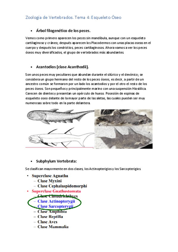 Miniatura del documento TEMA-4-ZOO.pdf