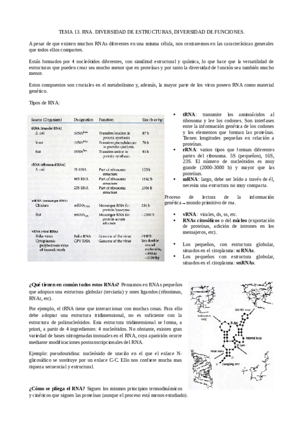 Miniatura del documento TEMA-13-RNA-ESTRUCTURA.pdf