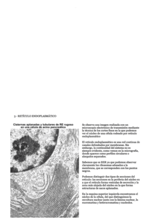Miniatura del documento 3-El-Reticulo-Endoplasmatico.pdf
