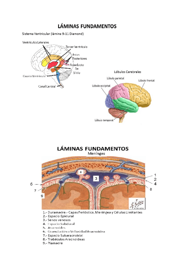 Miniatura del documento laminas-psicobiologia.pdf