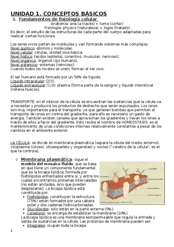 Miniatura del documento Apuntes-bioftalmologia-1.docx