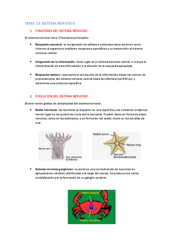 Miniatura del documento TEMA-13-apuntes.pdf