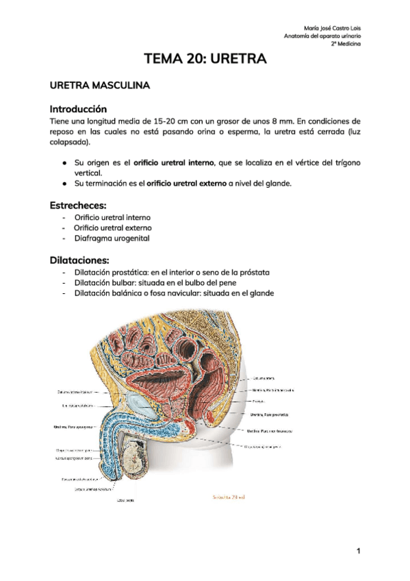 Miniatura del documento Anatomia-uretra-apuntes.pdf