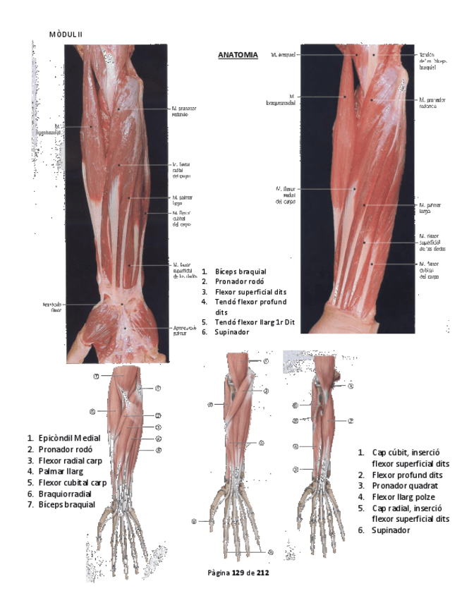 Miniatura del documento Anatomia M2 Part 4.pdf