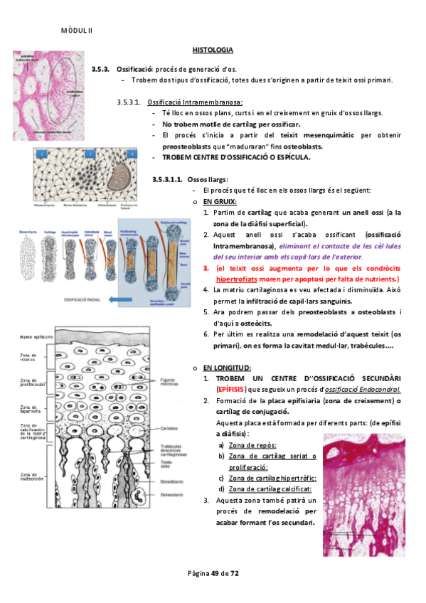 Miniatura del documento Histologia M2 Part 3.pdf