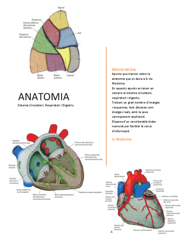 Miniatura del documento Apunts Anatomia M3 Part 1.pdf