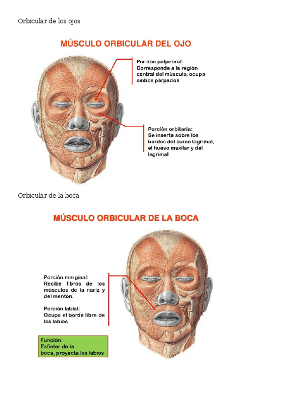 Miniatura del documento listado-de-musculos.docx