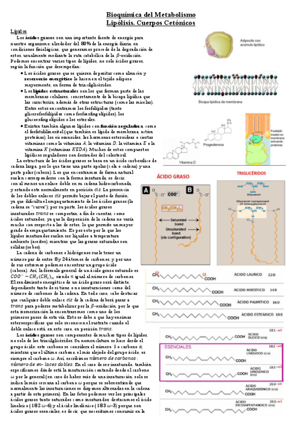 Miniatura del documento Lipolisis.pdf