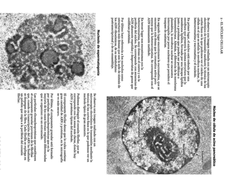 Miniatura del documento 2-El-Nucleo-.pdf
