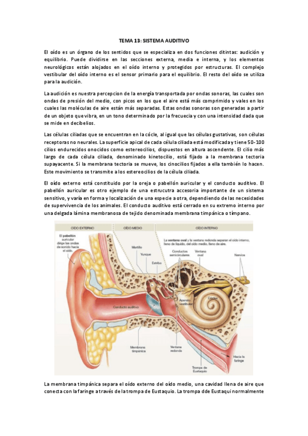 Miniatura del documento TEMA-13.pdf