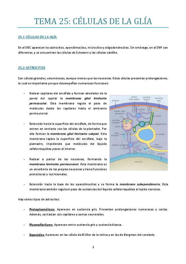 Miniatura del documento TEMA-25.pdf
