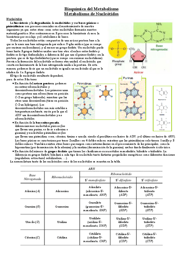 Miniatura del documento Metabolismo-de-Nucleotidos.pdf