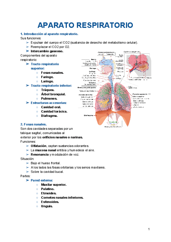 Miniatura del documento anatomia-respiratorio.pdf