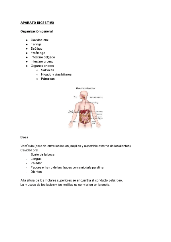 Miniatura del documento 11. aparato digestivo