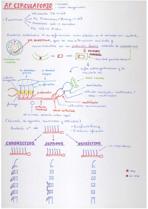 Miniatura del documento AparatoCirculatorio.pdf