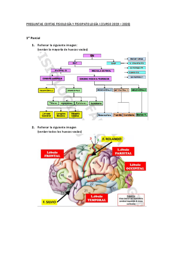 Miniatura del documento Preguntas-cortas-Fisio-1.pdf