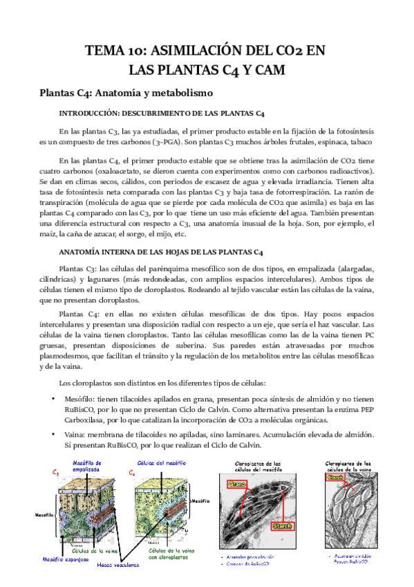 Miniatura del documento TEMA-10.pdf