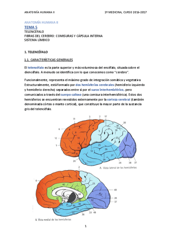 Miniatura del documento TEMA 5 - CEREBRO COMISURAS CÁPSULA INTERNA Y SISTEMA LÍMBICO.pdf