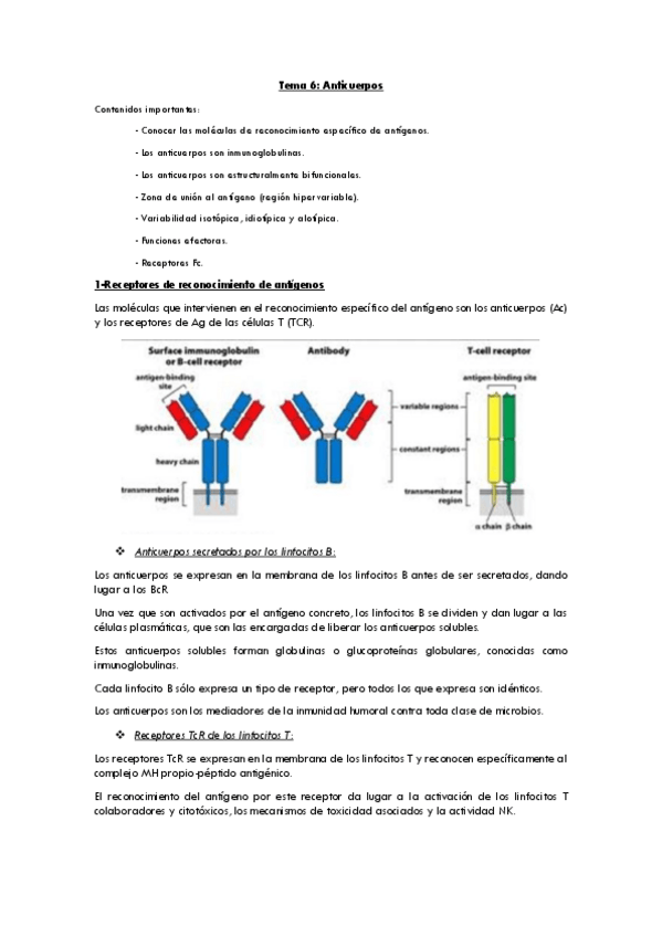 Miniatura del documento Tema6anticuerpos.pdf