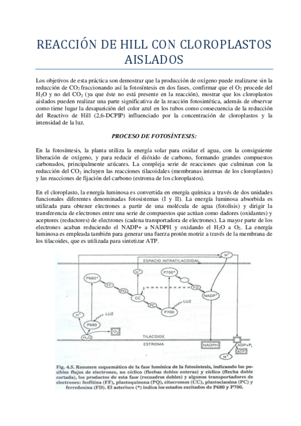 Miniatura del documento INFORME-PRACTICAS-VEGETAL.pdf