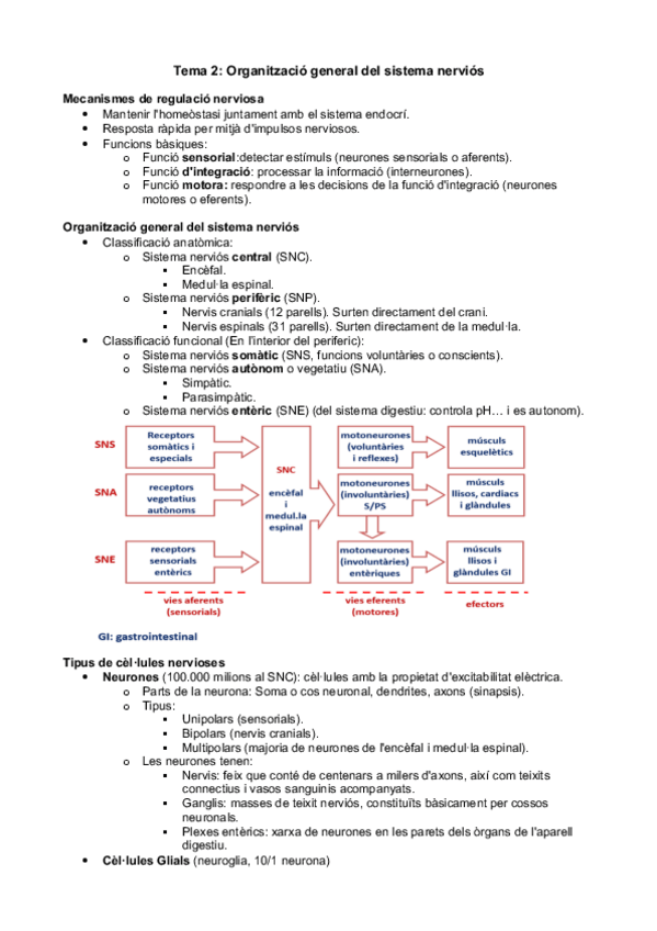 Miniatura del documento Tema 2 - Organització general del sistema nerviós.pdf
