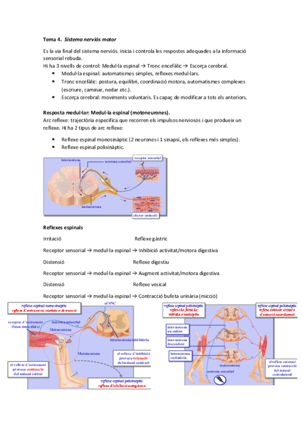 Miniatura del documento Tema 4 - Sistema nerviós motor.pdf
