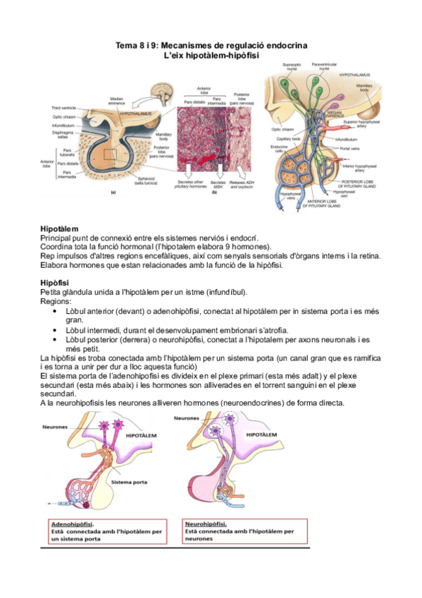 Miniatura del documento Tema 8 i 9 - Mecanismes de regulació endocrina.pdf