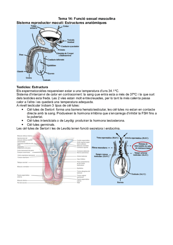 Miniatura del documento Tema 14 - Funció sexual masculina.pdf