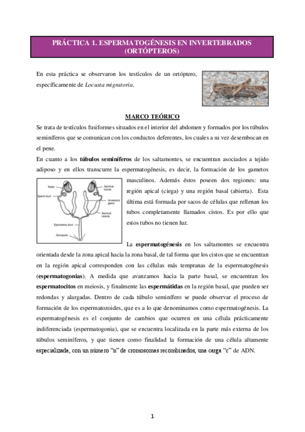 Miniatura del documento Memoria de prácticas.pdf
