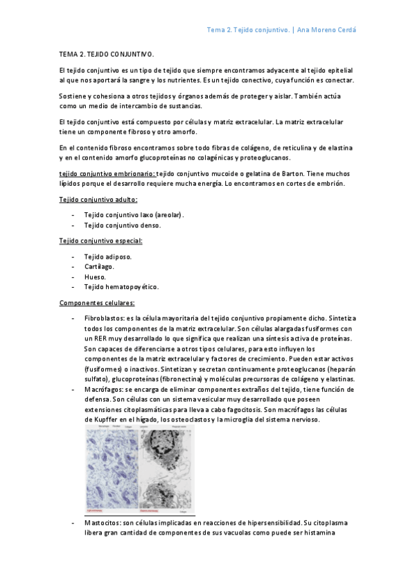 Miniatura del documento 2-Tejido-conjuntivo.pdf