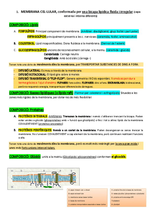 Miniatura del documento 1.pdf