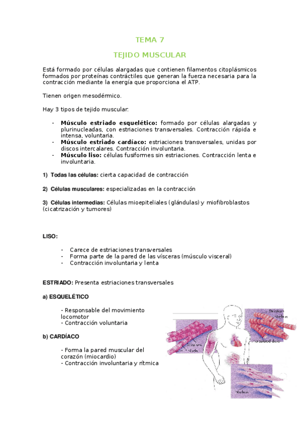 Miniatura del documento TEMA-7-MUSCULAR.docx