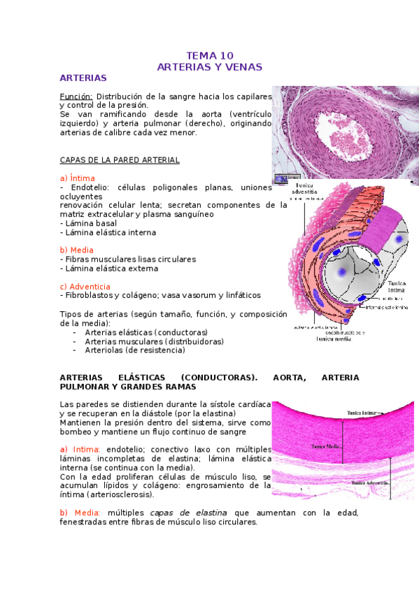 Miniatura del documento TEMA-10-ARTERIAS-Y-VENAS-MICRO-y-LINFATICO-bn.docx