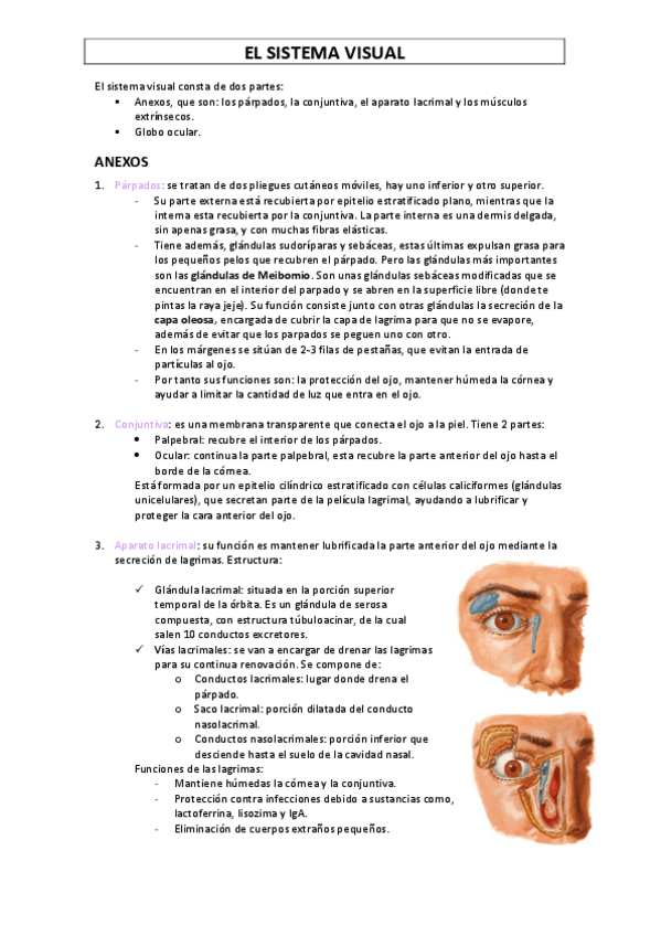 Miniatura del documento EL-SISTEMA-VISUAL.pdf