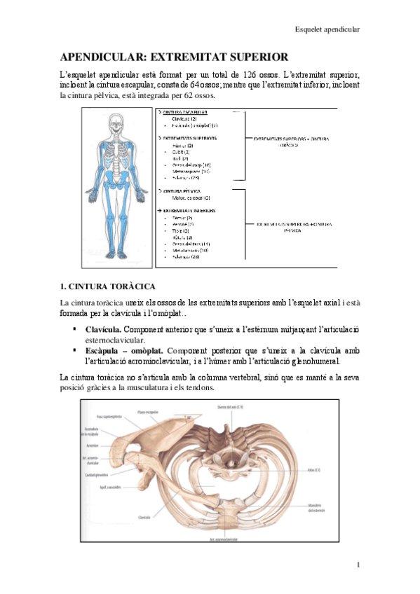 Miniatura del documento Esquelet-apendicular-superior.pdf