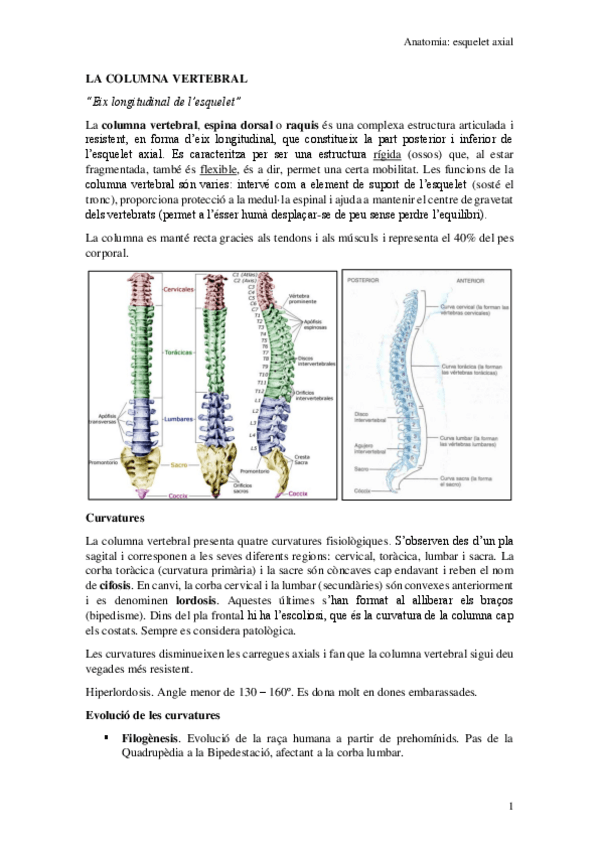 Miniatura del documento La-columna-vertebral.pdf