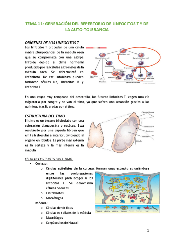 Miniatura del documento Tema-11-Generacion-del-repertorio-de-linfocitos-T-y-de-la-auto-tolerancia.pdf