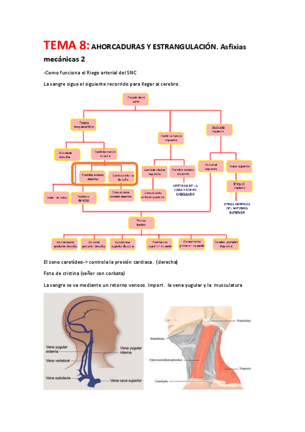 Miniatura del documento TEMA-8-ASFIXIAS-MECANICAS-2-2019-primeras-paginas-no-entran-eran-de-aclaracion.pdf