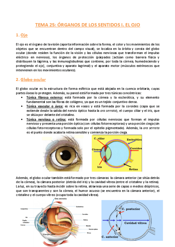Miniatura del documento TEMA-25-Histologia.pdf