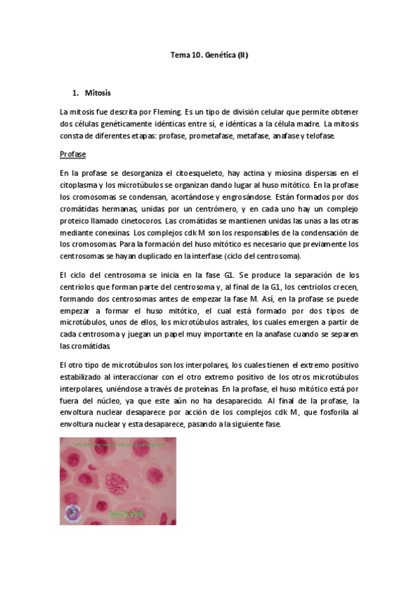 Miniatura del documento Tema-10.pdf
