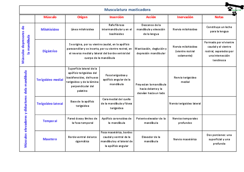 Miniatura del documento Musculatura masticadora.pdf