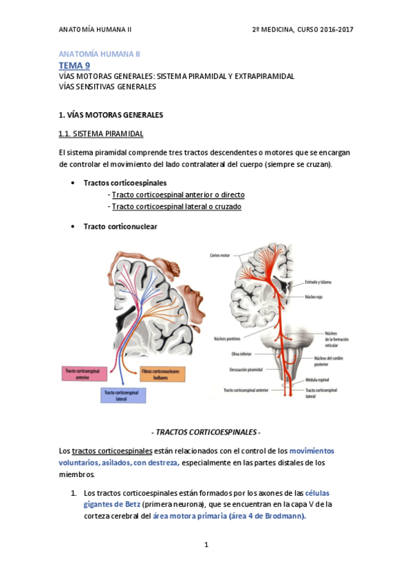 Miniatura del documento TEMA 9 - VÍAS SENSITIVAS Y MOTORAS GENERALES.pdf