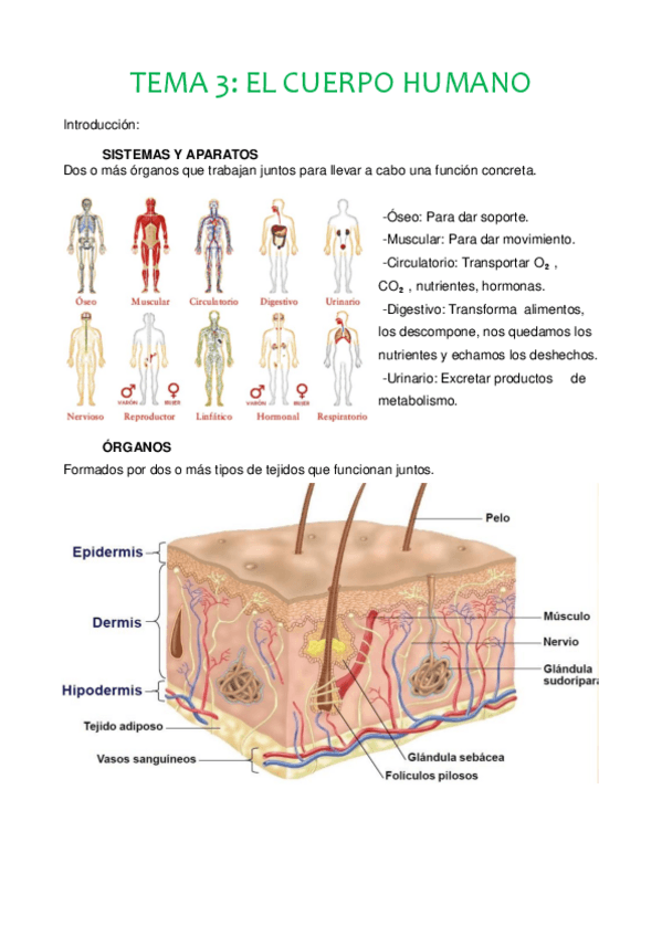 Miniatura del documento TEMA3 RESUMEN.pdf