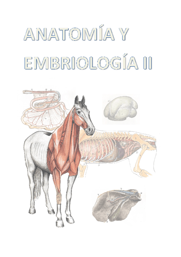Miniatura del documento Apuntes-completos-anatomia-y-embriologia-II.pdf