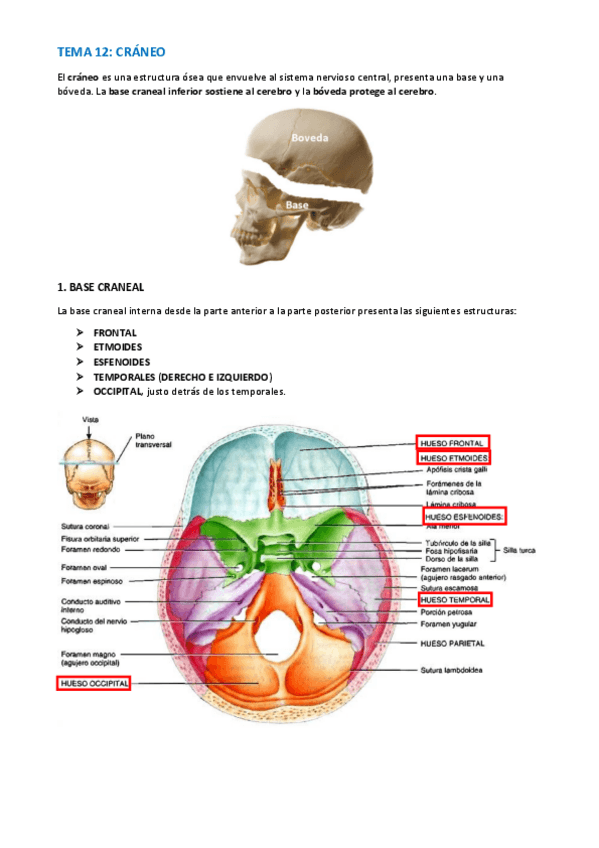 Miniatura del documento TEMA-ANATOMIA-WUOLAH-45-53.pdf