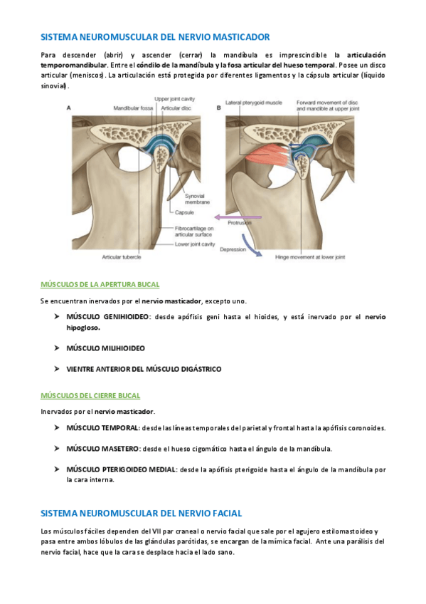 Miniatura del documento TEMA-ANATOMIA-WUOLAH-66.pdf