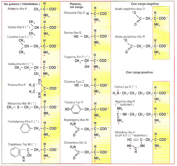 Miniatura del documento tabla de aa.png
